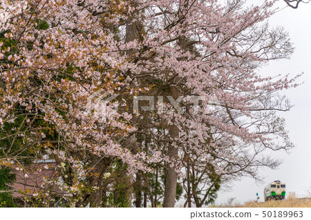 Train of the Tadami line and Sakura Kasuga Shrine 50189963