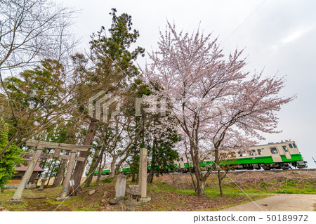 Train of the Tadami line and Sakura Kasuga Shrine 50189972