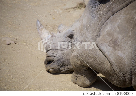 Southern white rhinoceros in the adventure world of Nanki Shirahama, Wakayama Prefecture 50190000