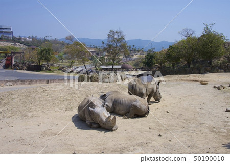 在和歌山縣南紀白濱的冒險世界中的南方白犀牛 在和歌山縣南紀白濱的冒險世界中的南方白犀牛 50190010
