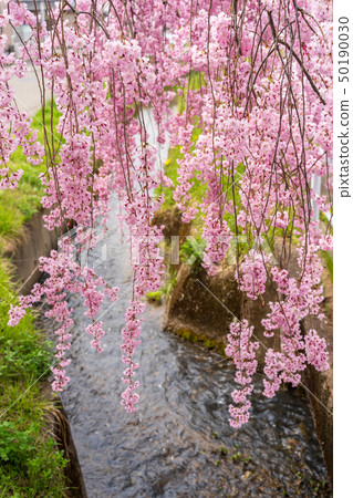垂柳櫻花日本中國線的福島喜多 50190030