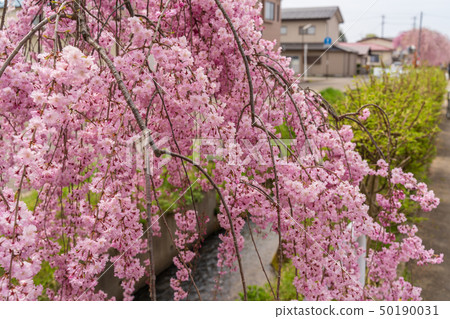 Weeping cherry blossoms Fukushima Kitakata of the Japan-China line Weeping cherry blossoms Fukushima Kitakata of the Japan-China line 50190031