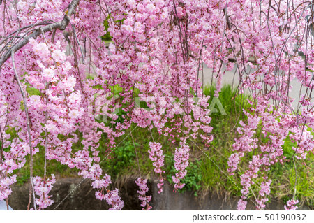 Weeping cherry blossoms Fukushima Kitakata of the Japan-China line 50190032