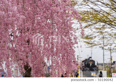 Weeping cherry blossoms Fukushima Kitakata of the Japan-China line 50190042