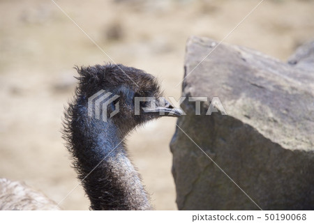 Emu of the adventure world of Nanki Shirahama in Wakayama Prefecture Emu of the adventure world of Nanki Shirahama in Wakayama Prefecture 50190068