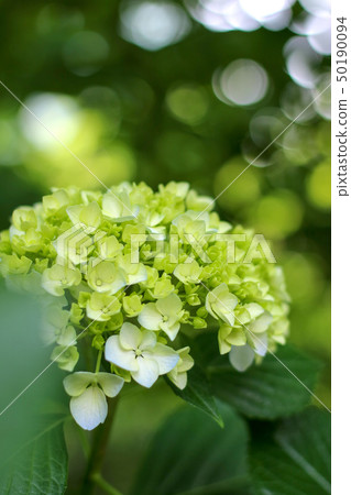 Hydrangea Hydrangea 50190094