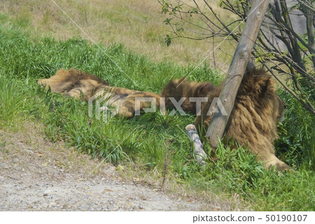 Lion of Adventure World in Nanki Shirahama, Wakayama Prefecture Lion of Adventure World in Nanki Shirahama, Wakayama Prefecture 50190107