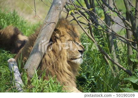 Lion of Adventure World in Nanki Shirahama, Wakayama Prefecture Lion of Adventure World in Nanki Shirahama, Wakayama Prefecture 50190109