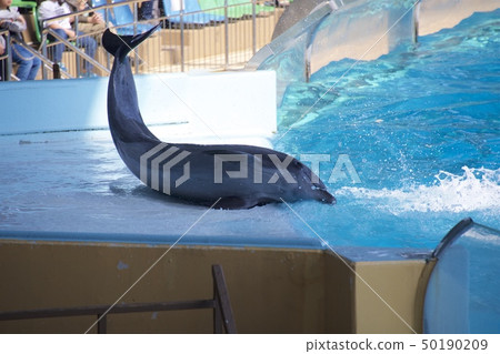Dolphin Show of Adventure World in Nanki Shirahama, Wakayama Prefecture Dolphin Show of Adventure World in Nanki Shirahama, Wakayama Prefecture 50190209