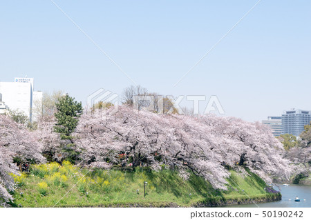 櫻花在千代gabuchi，東京盛開 50190242