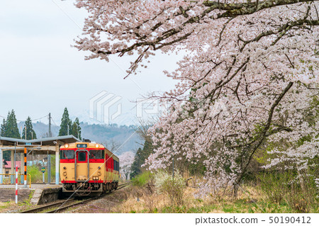 火車和櫻花上野寺站 火車和櫻花上野寺站 50190412