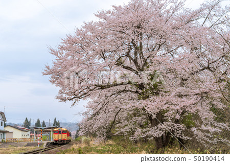 火車和櫻花上野寺站 火車和櫻花上野寺站 50190414