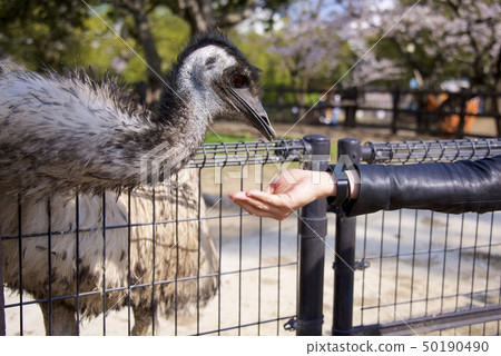 和歌山縣南紀白濱冒險世界的鴯（（餵養） 50190490