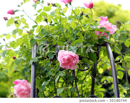 拱尾Tsurubara（西班牙美女） 50190744