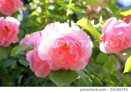 拱尾Tsurubara(西班牙美女) 拱尾Tsurubara(西班牙美女) 50190745