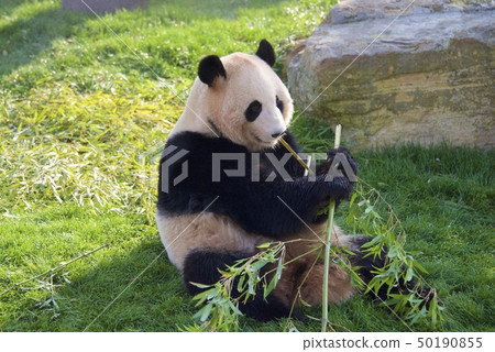 Giant panda (Momohama) of the adventure world of Nanki Shirahama in Wakayama Prefecture Giant panda (Momohama) of the adventure world of Nanki Shirahama in Wakayama Prefecture 50190855