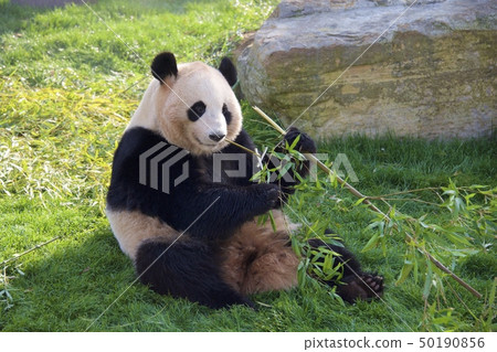 Giant panda (Momohama) of the adventure world of Nanki Shirahama in Wakayama Prefecture Giant panda (Momohama) of the adventure world of Nanki Shirahama in Wakayama Prefecture 50190856