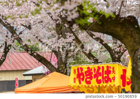 白天線北九州福島的櫻花和攤位 白天線北九州福島的櫻花和攤位 50190859