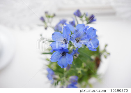 藍色的花 藍色的花 50190870