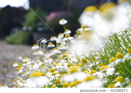 小白花 50190871