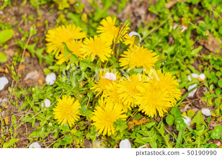 Dandelion and cherry blossom petals 50190990