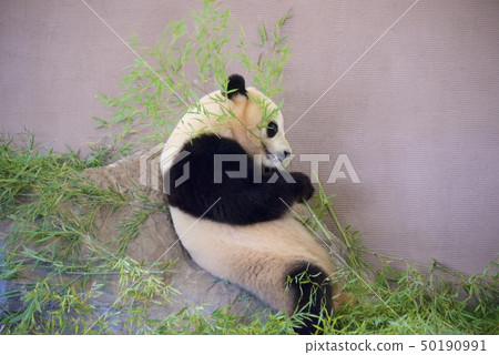 Giant panda (Sakurahama) of the adventure world of Nanki Shirahama in Wakayama Prefecture 50190991