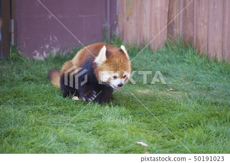 Lesser panda in the adventure world of Nanki Shirahama in Wakayama Prefecture 50191023