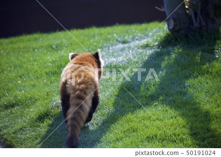 在和歌山縣的Nanki Shirahama冒險世界中的小熊貓 50191024