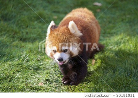 在和歌山縣的Nanki Shirahama冒險世界中的小熊貓 50191031