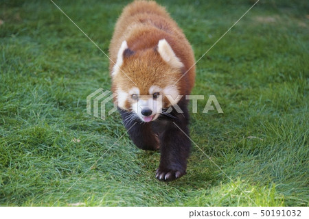 在和歌山縣的Nanki Shirahama冒險世界中的小熊貓 50191032