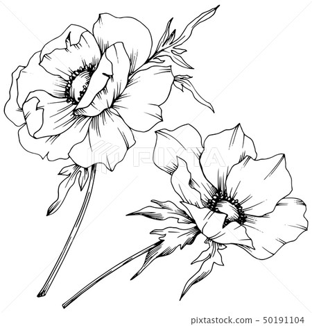 Vector Anemone floral botanical flowers. Black and white engraved ink art. Isolated anemone Vector Anemone floral botanical flowers. Black and white engraved ink art. Isolated anemone 50191104