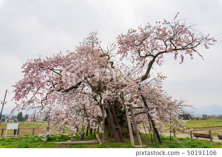 Chitose Sakura Yonezawa Fukushima Aizu Misato Chitose Sakura Yonezawa Fukushima Aizu Misato 50191106
