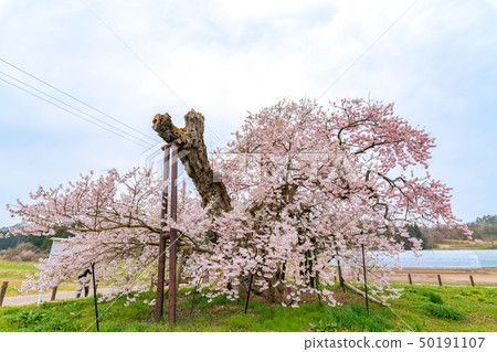 Chitose Sakura Yonezawa Fukushima Aizu Misato Chitose Sakura Yonezawa Fukushima Aizu Misato 50191107