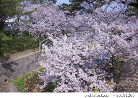 兵庫縣西宮市鴨川公園的櫻花（2019年） 50191266
