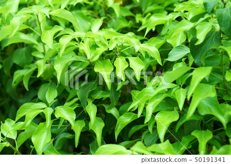 清爽的綠色 清爽的綠色 50191341