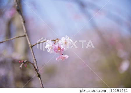 Cherry blossoms passing through the Echisui Water Purification Plant in Nishinomiya City, Hyogo Prefecture (2019) Cherry blossoms passing through the Echisui Water Purification Plant in Nishinomiya City, Hyogo Prefecture (2019) 50191481