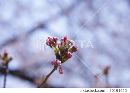 櫻花穿過兵庫縣西宮市的越後淨水廠(2019年) 櫻花穿過兵庫縣西宮市的越後淨水廠(2019年) 50191633