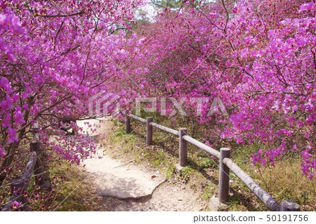 Kobanomitsubatsuji (April 2019) of Shibata Shrine in Nishinomiya City, Hyogo Prefecture Kobanomitsubatsuji (April 2019) of Shibata Shrine in Nishinomiya City, Hyogo Prefecture 50191756
