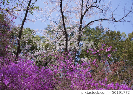 Kobanomitsubatsuji and Sakura (April 2019) of Shibata Shrine in Nishinomiya City, Hyogo Prefecture 50191772