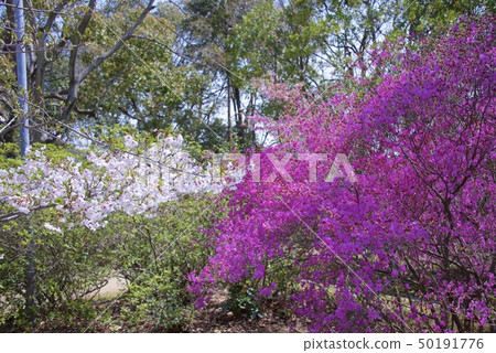 Kobanomitsubatsuji and Sakura (April 2019) of Shibata Shrine in Nishinomiya City, Hyogo Prefecture 50191776