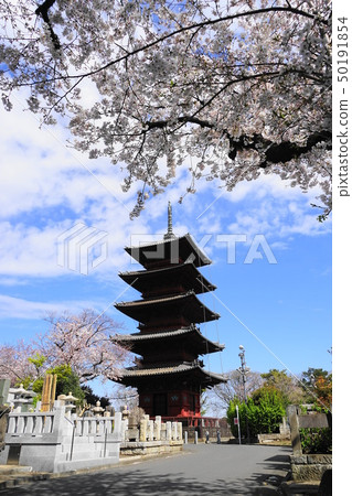 四月池上67櫻花和Honmonji五層寶塔 50191854