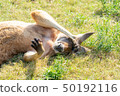 Nap Kangaroo（明亮） 50192116