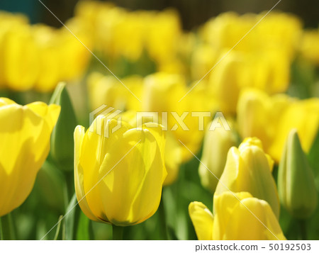 Tulip Tulip 50192503