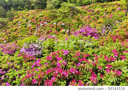 盛開的Shiofune Kannon寺廟的祗園 50193518