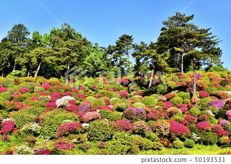 盛開的Shiofune Kannon寺廟的祗園 50193531
