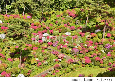 盛開的Shiofune Kannon寺廟的祗園 50193534