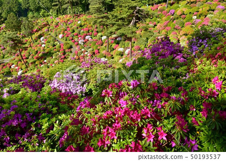 盛開的Shiofune Kannon寺廟的祗園 50193537