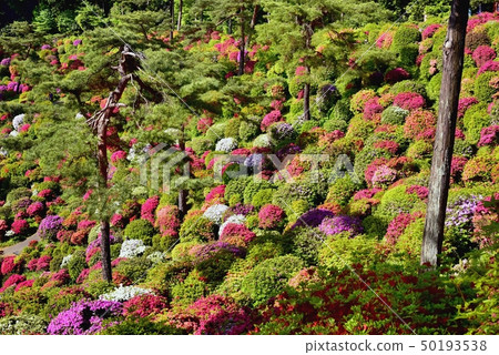 盛開的Shiofune Kannon寺廟的祗園 50193538
