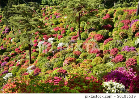 盛開的Shiofune Kannon寺廟的祗園 盛開的Shiofune Kannon寺廟的祗園 50193539