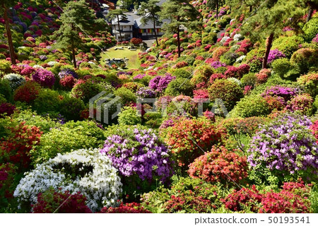 盛開的Shiofune Kannon寺廟的祗園 50193541